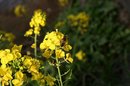 s-IMG_8701.jpg