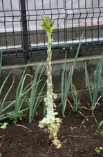s-IMG_0020.jpgのサムネール画像
