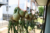 s-IMG_9725.jpg