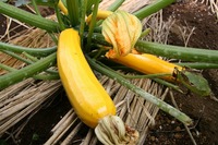 s-IMG_9784.jpg