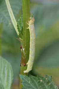 s-IMG_2879_edited-1.jpg