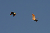 s-IMG_3944_edited-1.jpgのサムネール画像